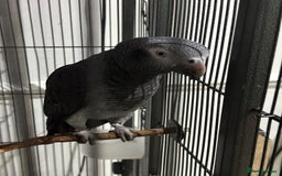 Parrots birds for sale: African grey  - Image 3