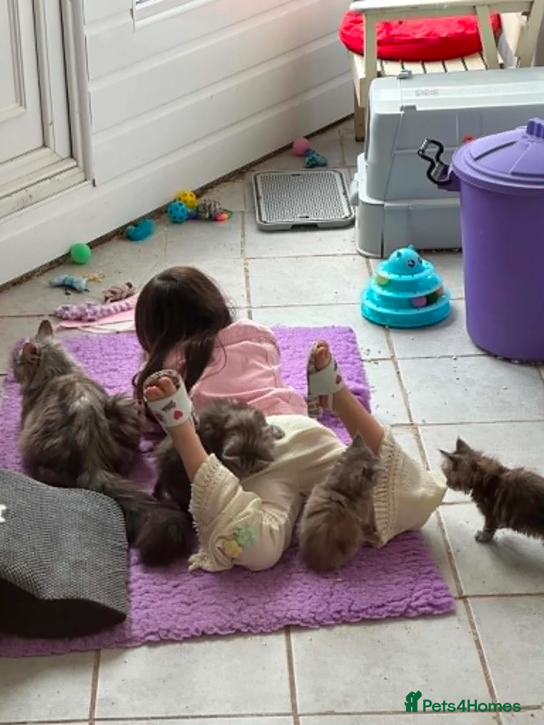 Maine Coon cats for sale: MAINE COON KITTENS - Advert 2