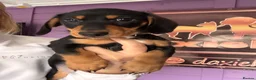 Miniature Dachshund dogs for sale: Ready now-1 KC registered miniature dachshund boy - Advert 3