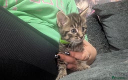 Mixed Breed cats for sale: Kittens for sale  - Image 6