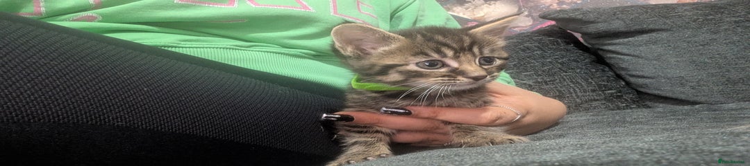 Mixed Breed Kitten 4