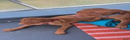 Hungarian Vizsla dogs for sale: Hungarian Vizsla pups  in London - Advert 3