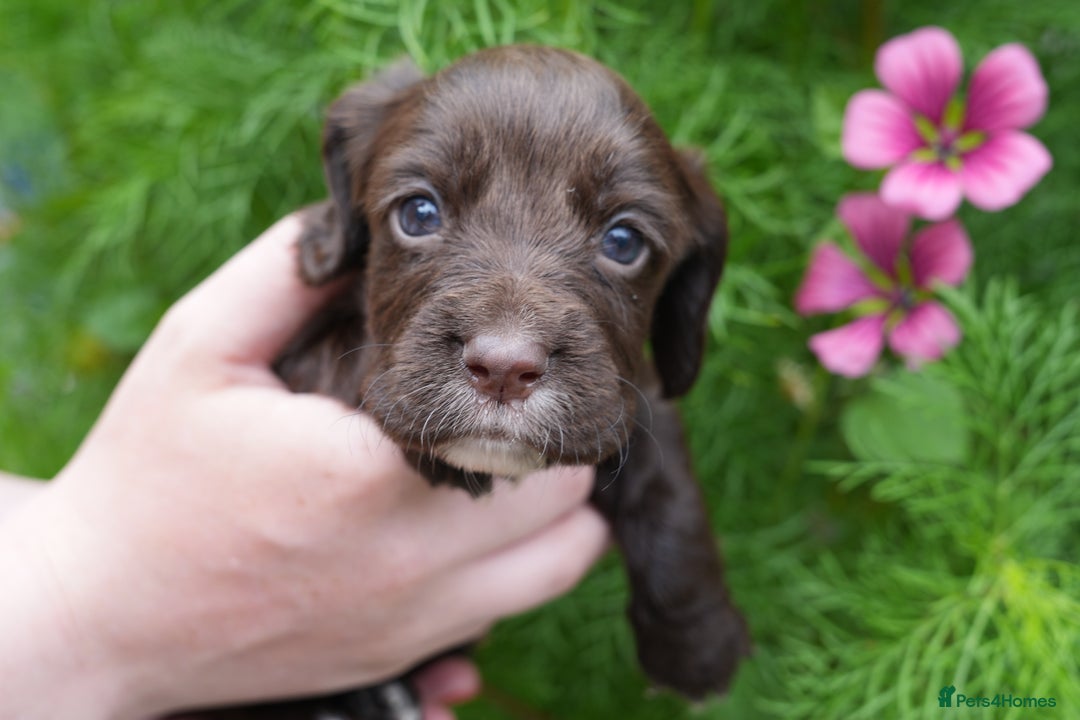 Cocker Spaniel dogs for sale: 4 male KC working cocker spaniel puppies - Image 3