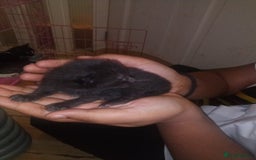 Mixed Breed cats for sale: 3 Beautiful Norwegian Forest X Kittens for sale. - Advert 15