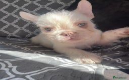 French Bulldog dogs for sale: Big Perm, fluffy and furnished frenchies  - Image 30