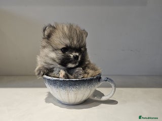 Pomeranian dogs Adorable mini Pomeranian ❤ - Advert 9