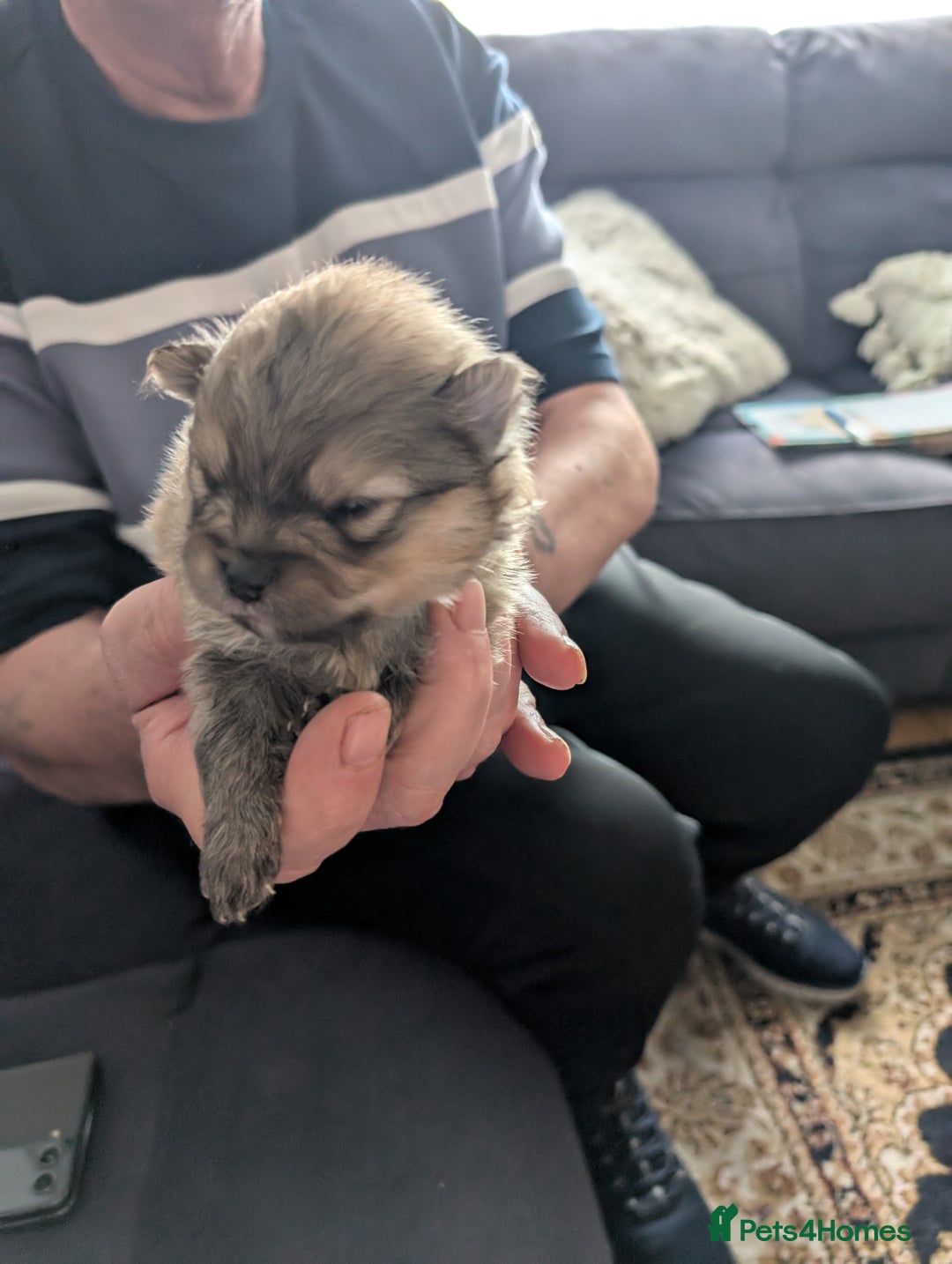 Pomeranian dogs for sale: Beautiful pups - Image 9
