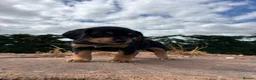 Springador dogs for sale: Beautiful springador puppies  - Advert 16