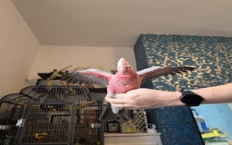 Parrots birds for sale: BuBu The Galah with full set up 1500 ono - Image 10