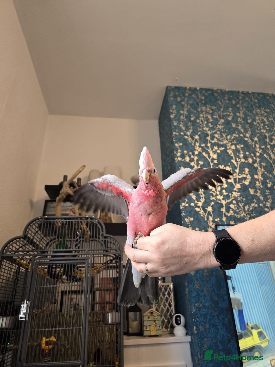 Parrots birds for sale: BuBu The Galah with full set up 1500 ono - Image 10