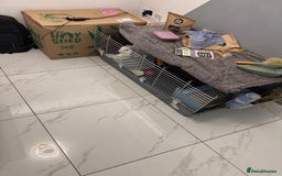 Mini Lop rabbits for sale: 🐰 Adorable Mini Lop Pair Looking for a Home! 🐰 - Advert 4