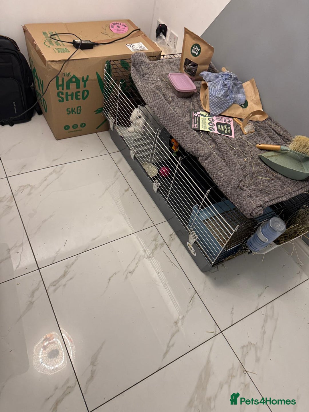 Mini Lop rabbits for sale: 🐰 Adorable Mini Lop Pair Looking for a Home! 🐰 - Advert 4