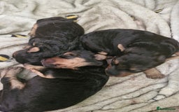 Mixed Breed dogs for sale: 3 x Fox Terrier crossed Welsh Terrier pups - Image 4