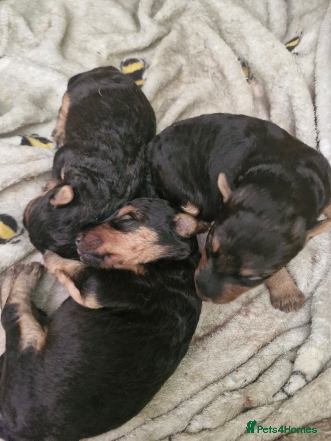 Mixed Breed dogs for sale: 3 x Fox Terrier crossed Welsh Terrier pups - Image 4
