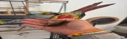 Conures birds for sale: Red factor, yellow sided pineapple conure - Advert 25