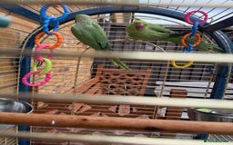 Parrots birds for sale: Male and Female parrots for Sale - Image 6