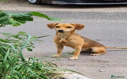 Mixed Breed dogs for sale: Adopt Adorable Rescue puppies Miki & Alice!  - Image 14