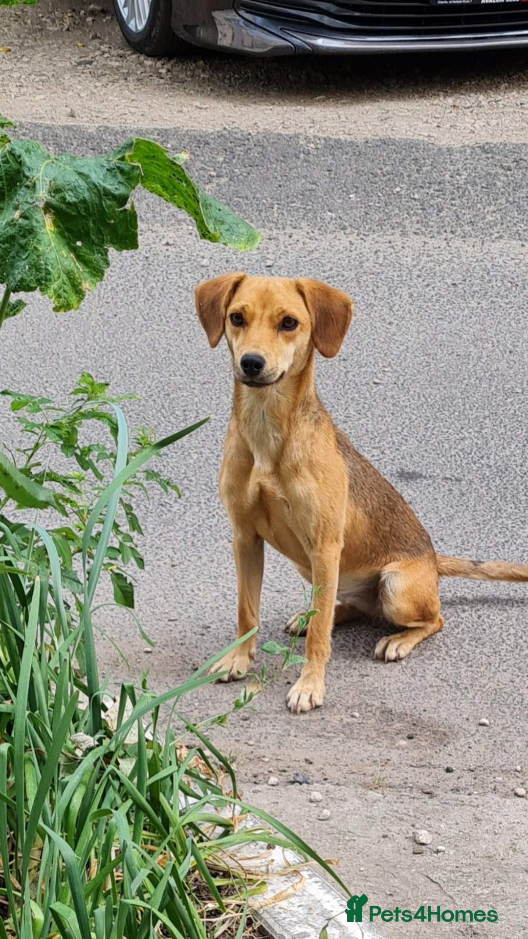 Mixed Breed dogs for sale: Adopt Adorable Rescue puppies Miki & Alice!  - Image 14