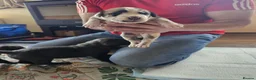 Mixed Breed dogs for sale: Cane Corso x Performance Mastiff   - Advert 25