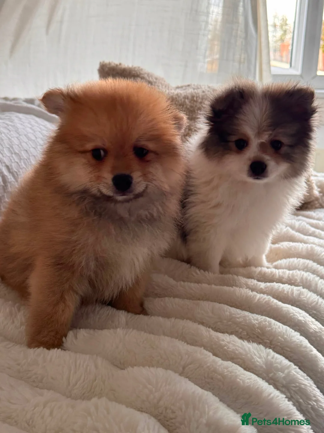German Spitz dogs for sale: Two beautiful puppies in need of a loving home. in London - Advert 1