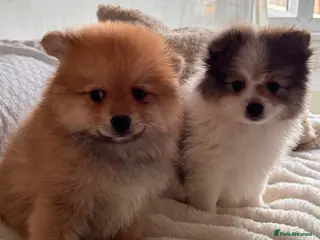 German Spitz dogs Two beautiful puppies in need of a loving home. - Advert 1