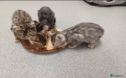 Mixed Breed cats for sale: Bengal beauties - Image 5