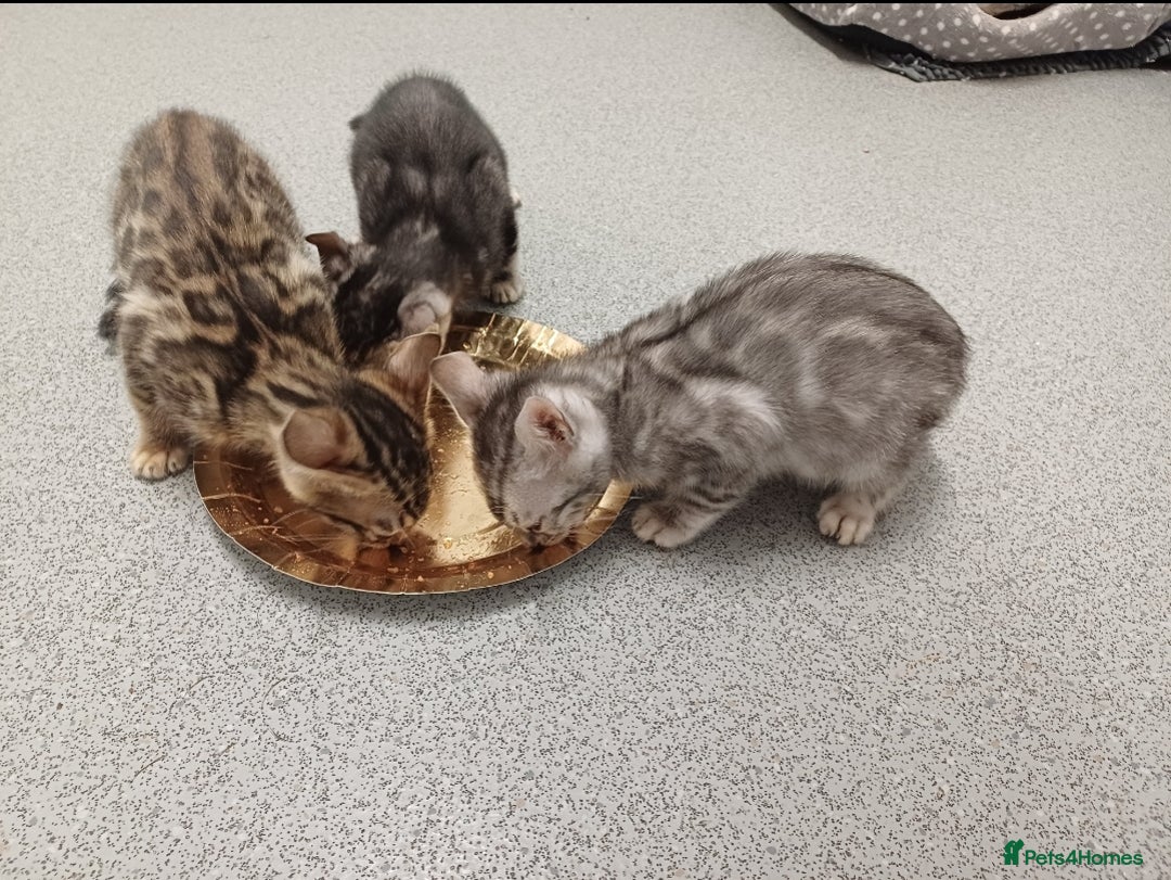 Mixed Breed cats for sale: Bengal beauties - Image 5