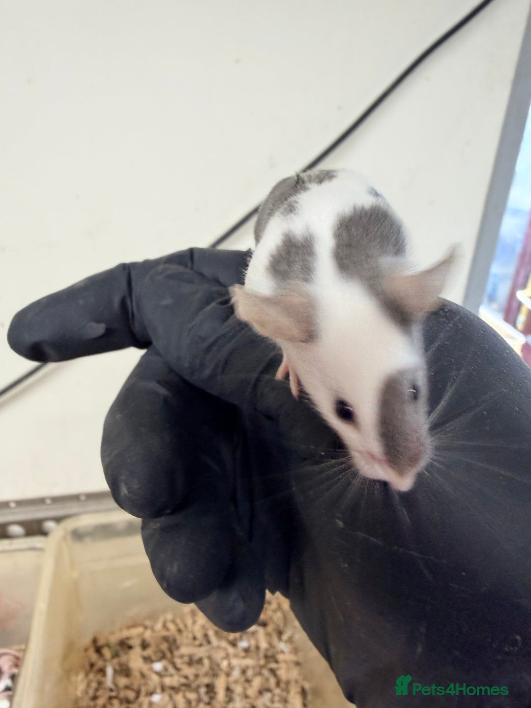 Mouse rodents for sale: Quality baby fancy mice ready for there new homes  - Image 3