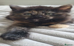 Maine Coon cats for sale: 7 Gorgeous Kittens Maine Coon Tabby Mix - Image 6