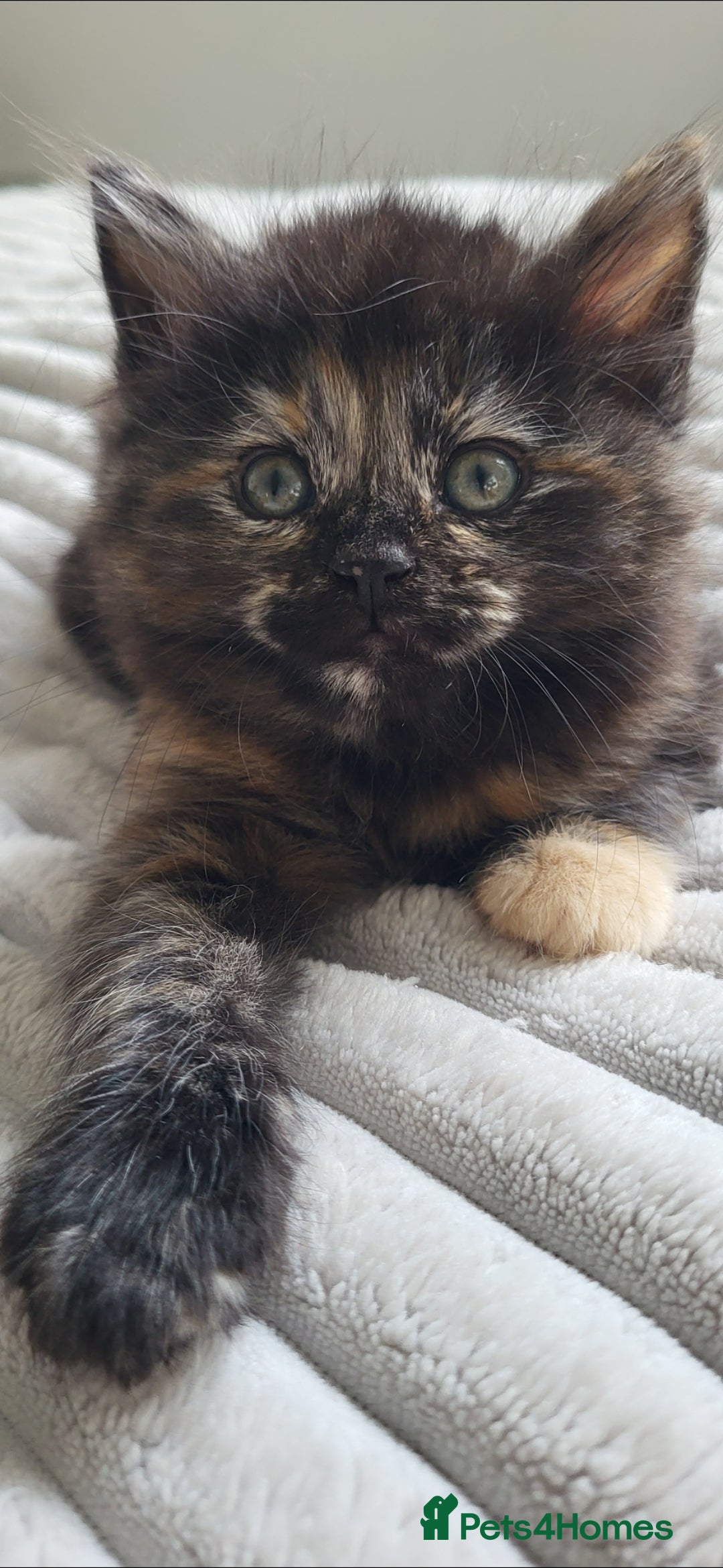 Maine Coon cats for sale: 7 Gorgeous Kittens Maine Coon Tabby Mix - Image 6