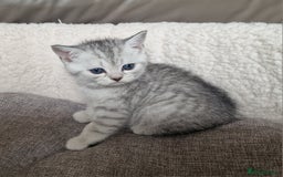 Scottish Fold cats for sale: Beautiful Scottish fold kittens - Image 4