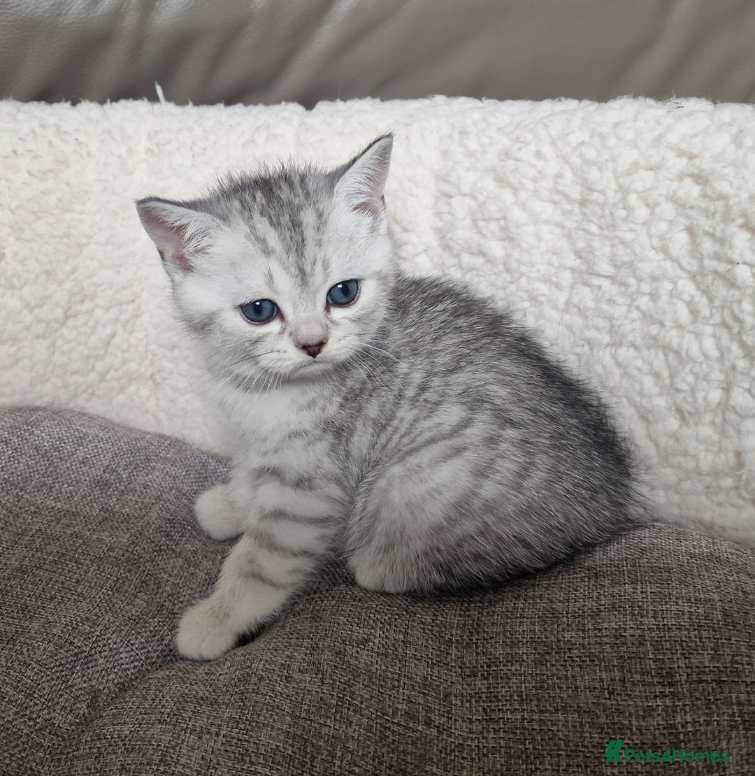Scottish Fold cats for sale: Beautiful Scottish fold kittens - Image 4
