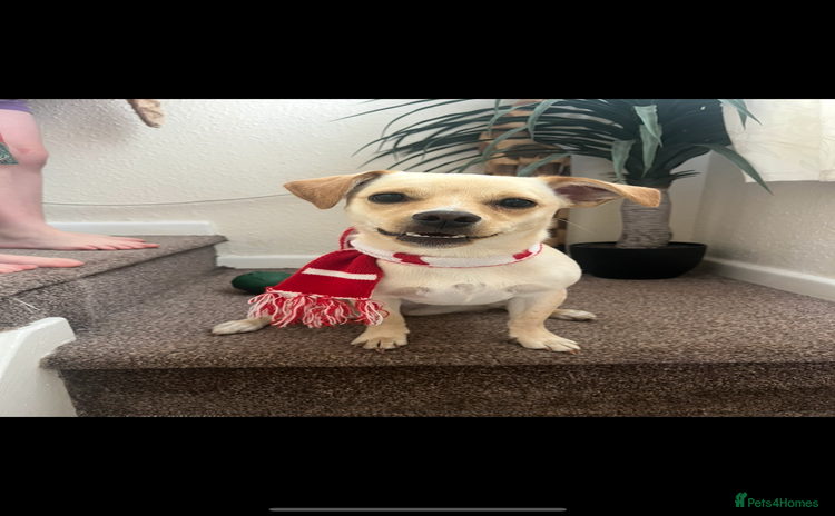 Mixed Breed dogs - Advert 6
