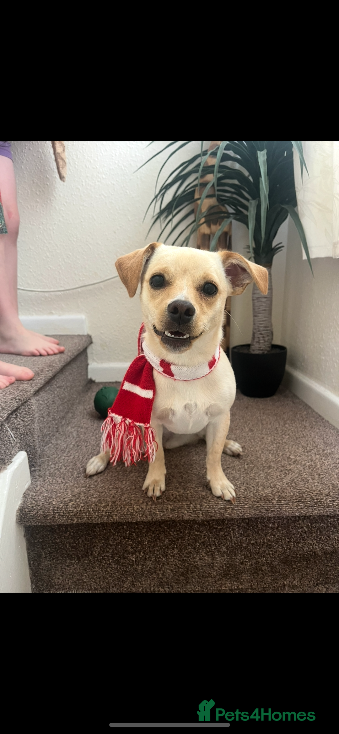 Mixed Breed dogs for sale: 1 year old jack russell/pug/dachshund - Image 1