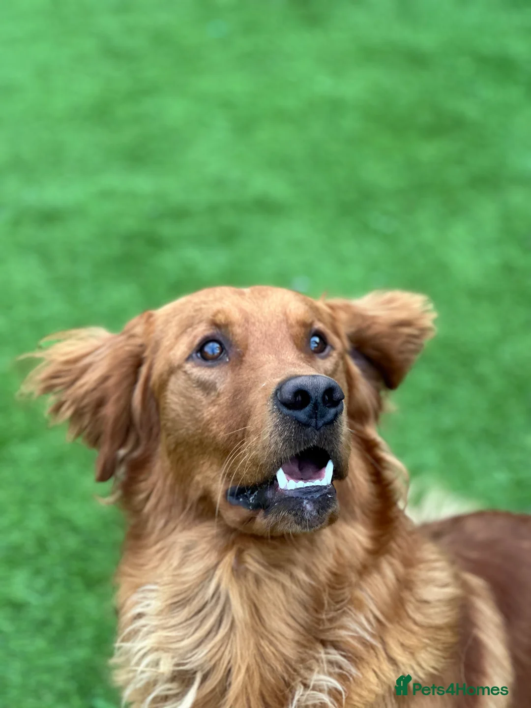 Golden Retriever dogs for sale: Dark Golden KC registered Golden retrievers - Advert 25