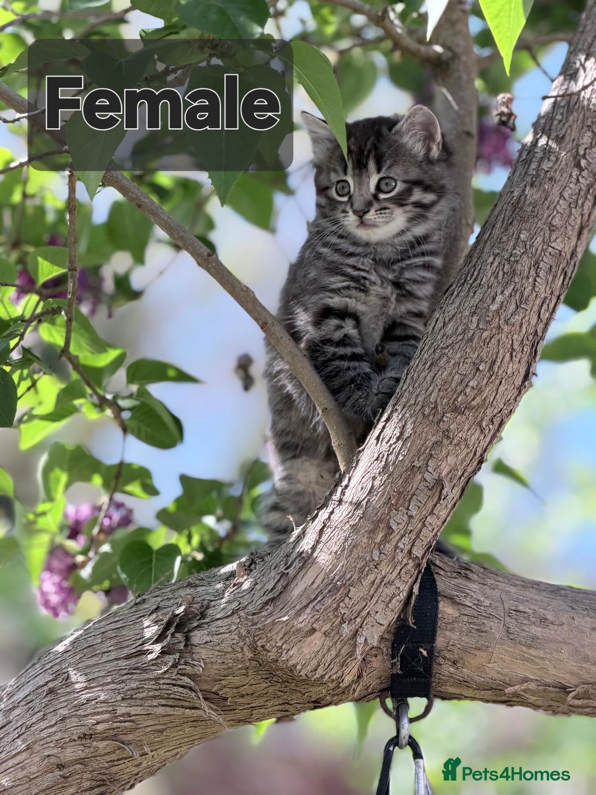 Domestic Shorthair cats 2 lovely and playful kittens  - Advert 2