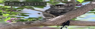 Domestic Shorthair Kitten 2