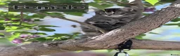 Domestic Shorthair cats for sale: 3 lovely and playful kittens  - Advert 7