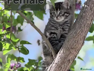 Domestic Shorthair cats 2 lovely and playful kittens - Advert 2