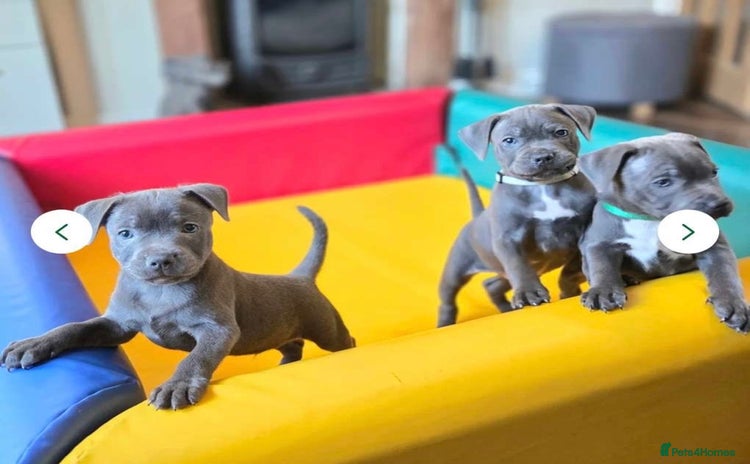 Staffordshire Bull Terrier dogs - Advert 6