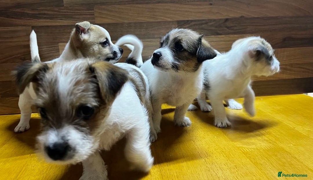 Mixed Breed dogs for sale: Jack Russell with a hint of Bichon Frise. - Image 24