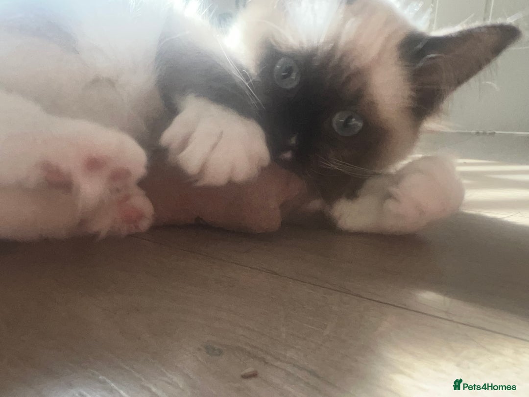 Ragdoll cats for sale: Two beautiful Ragdoll girls available  - Image 8
