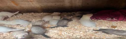 Ferret rodents for sale: Standard Ferret kits for sale  - Advert 4
