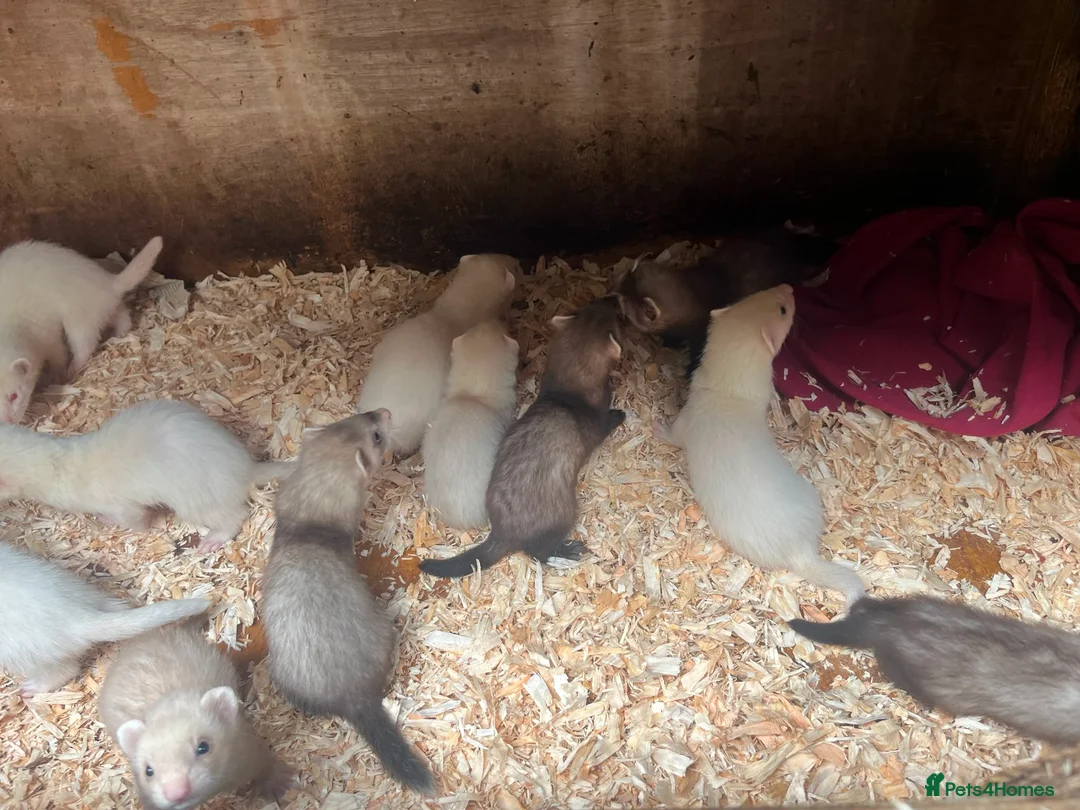 Ferret rodents for sale: Standard Ferret kits for sale  - Advert 4