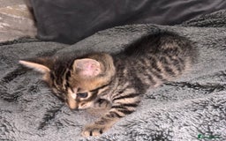 Mixed Breed cats for sale: 7 Gorgeous mixed kittens - Image 5