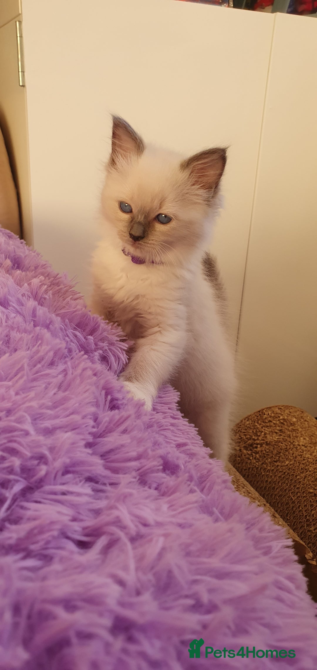 Ragdoll cats for sale: Tica registered ragdoll kittens - Advert 14