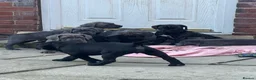 Cane Corso dogs for sale: 4 cane corso left - Advert 7