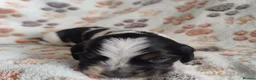 Cocker Spaniel dogs for sale: KC / Health tested Show Type Cocker Spaniels  - Advert 8