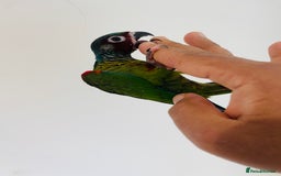 Conures birds for sale: Hand reared conures for sale - Image 17