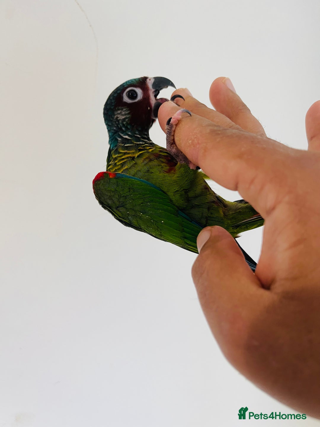Conures birds for sale: Hand reared conures for sale - Image 17